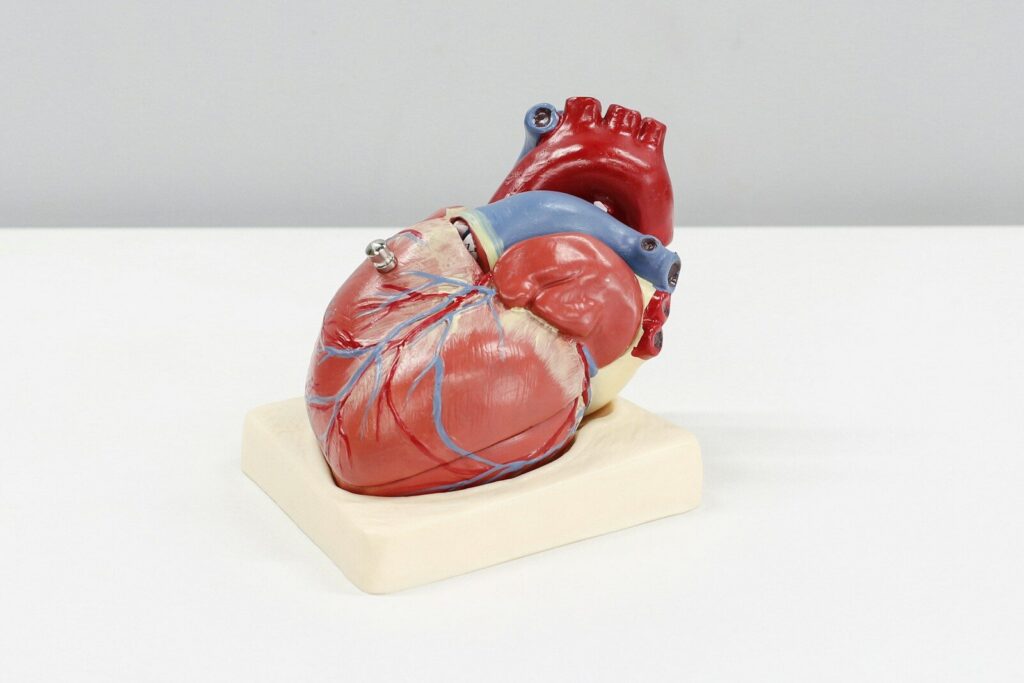 bild - Aktivitus a model of a human heart on a white surface